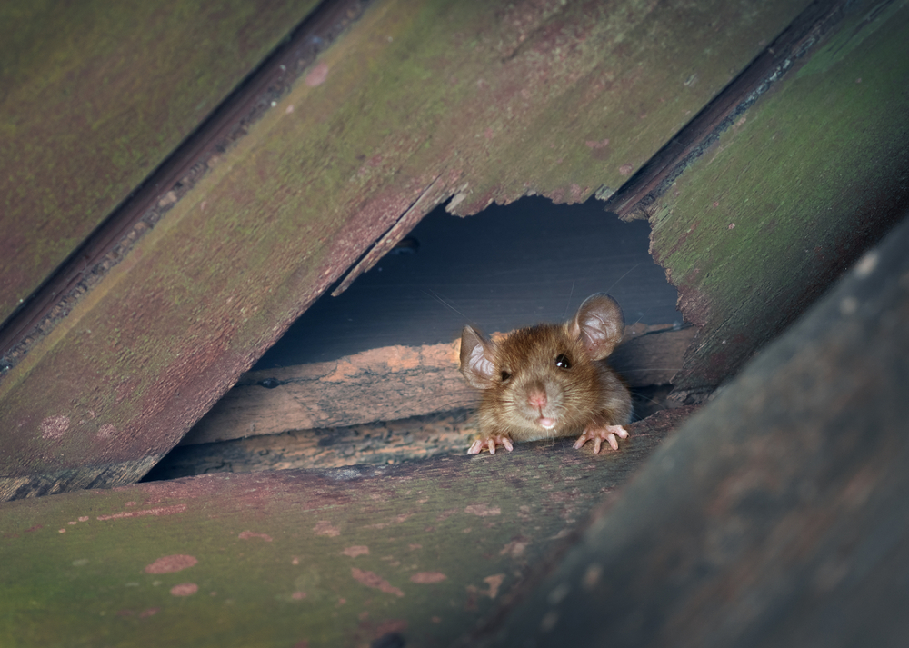 small mouse hiding in the wall of an attic